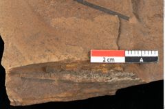 Foto (Detailansicht) von Widdringtonia ungeri Endl. (NHMW-GEO-2024-0188-0128)
